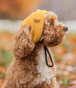 New Bonnet pour chien Evin Accessoires Pour Chien