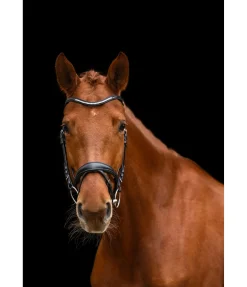 Sale Bridon Chicago Muserolle Française & Combinée