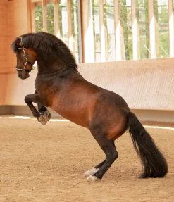 Outlet Bridon multifonction Licols D'Entraînement