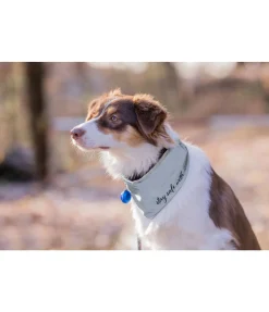 Best Écharpe réfléchissante pour chien Matériel Réflechissant Pour Chiens|Accessoires Pour Chien