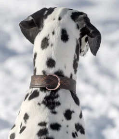 Online Collier en cuir pour chien Livorno Harnais & Colliers Pour Chien