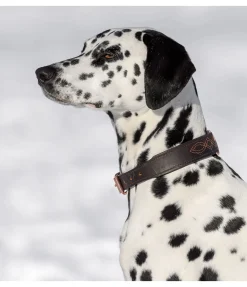 Online Collier en cuir pour chien Livorno Harnais & Colliers Pour Chien