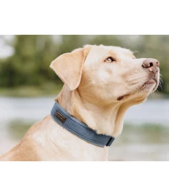 New Collier pour chien Becks Harnais & Colliers Pour Chien