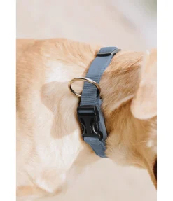 New Collier pour chien Becks Harnais & Colliers Pour Chien