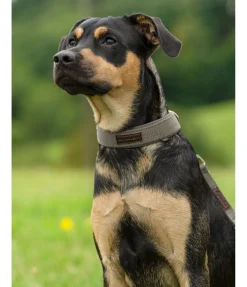 Best Collier pour chien Becks Harnais & Colliers Pour Chien