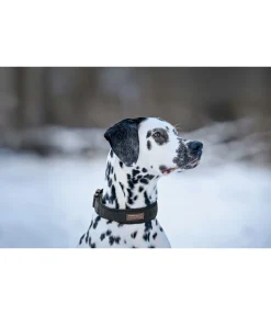 Sale Collier pour chien Becks Harnais & Colliers Pour Chien