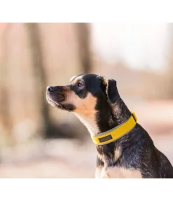 Clearance Collier pour chien Becks Harnais & Colliers Pour Chien