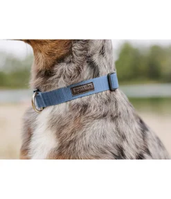 New Collier pour chien Champ Harnais & Colliers Pour Chien