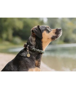 Sale Collier pour chien Coloured Rope Harnais & Colliers Pour Chien