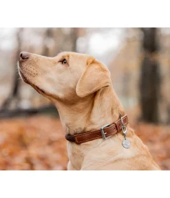 Hot Collier pour chien Rope Harnais & Colliers Pour Chien