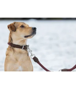 Discount Collier pour chien Rope Harnais & Colliers Pour Chien