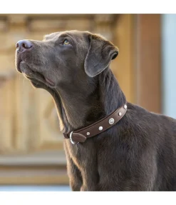 Sale Collier pour chien en cuir Chinook Harnais & Colliers Pour Chien