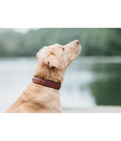 Hot Collier pour chien en cuir Good Dog Harnais & Colliers Pour Chien