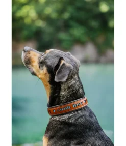 Online Collier pour chien en cuir Good Dog Harnais & Colliers Pour Chien