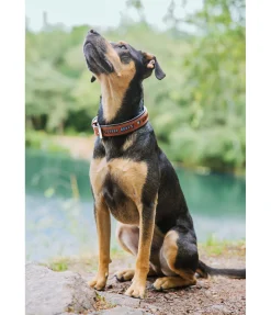 Online Collier pour chien en cuir Good Dog Harnais & Colliers Pour Chien