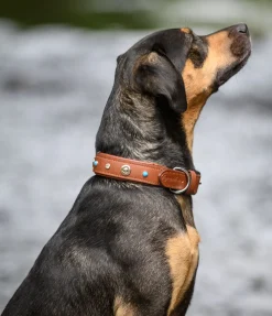 Online Collier pour chien en cuir Chinook Harnais & Colliers Pour Chien