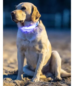 Clearance Collier pour chien LED Loom Harnais & Colliers Pour Chien|Matériel Réflechissant Pour Chiens