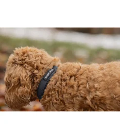 Clearance Collier waterproof pour chien Mable Harnais & Colliers Pour Chien