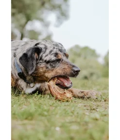 New Cou de dinde pour chien . Produit en Autriche. Articles À Mâcher & Friandises Pour Chien