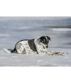 Cubes de viande pour chien Softie volaille Agility|Articles À Mâcher & Friandises Pour Chien