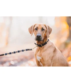 Best Ensemble collier et laisse en cuir pour chien Polo Sports Laisses Pour Chien|Harnais & Colliers Pour Chien