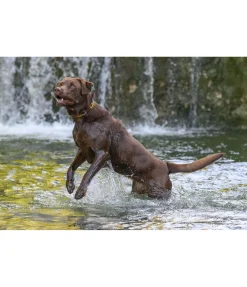 Best Ensemble collier et laisse en cuir pour chien Polo Sports Laisses Pour Chien|Harnais & Colliers Pour Chien