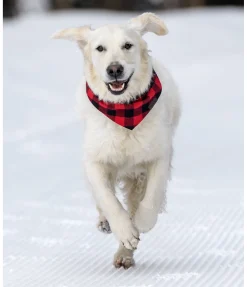 Online Foulard pour chien Henry Accessoires Pour Chien