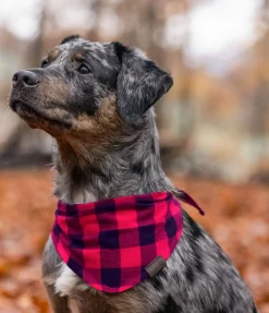 Online Foulard pour chien Henry Accessoires Pour Chien