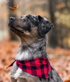 Online Foulard pour chien Henry Accessoires Pour Chien