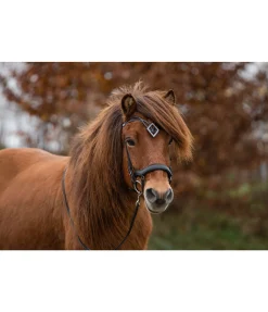 Frontal Glitbrá Frontaux