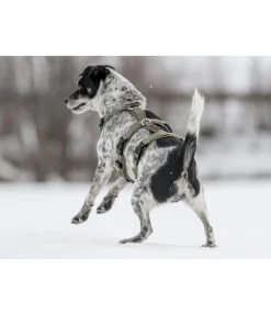 Outlet Harnais de sécurité pour chien Irmi Harnais & Colliers Pour Chien