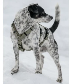 Outlet Harnais de sécurité pour chien Irmi Harnais & Colliers Pour Chien