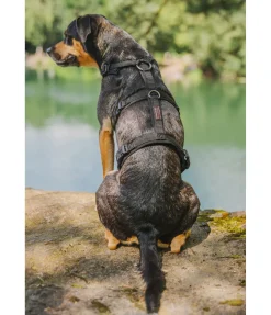 Online Harnais de sécurité pour chien Irmi Harnais & Colliers Pour Chien