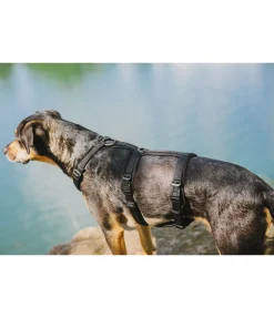 Online Harnais de sécurité pour chien Irmi Harnais & Colliers Pour Chien