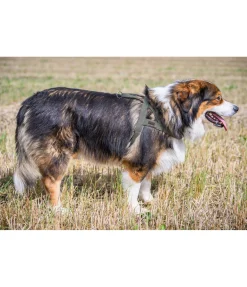 Harnais norvégien Miley Harnais & Colliers Pour Chien