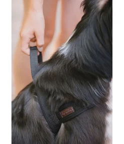 Online Harnais norvégien Miley Harnais & Colliers Pour Chien