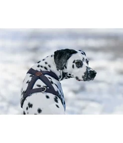 Sale Harnais pour chien Piper Harnais & Colliers Pour Chien