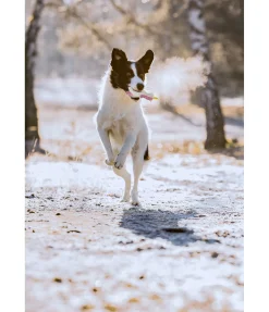 New Jouet pour chien avec couineur Unicorn Jouets Pour Chien