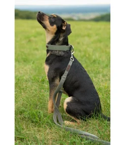 Clearance Laisse pour chien Jade Laisses Pour Chien