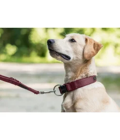 New Laisse pour chien Jade Laisses Pour Chien