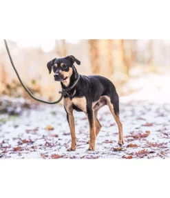 Outlet Laisse retriever Nature Rope Laisses Pour Chien