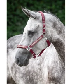 Online Licol Blaire Licols Synthétiques