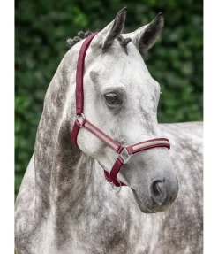 Online Licol Blaire Licols Synthétiques