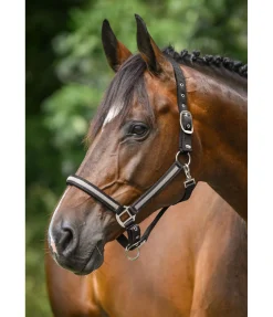 Sale Licol Blaire Licols Synthétiques