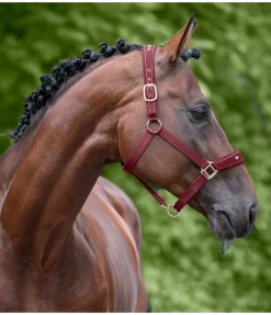 New Licol Cloud Licols Synthétiques