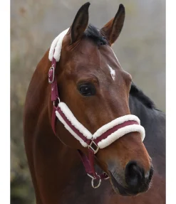 Hot Licol Cosy Licols Pour Poneys & Poulains|Licols Synthétiques