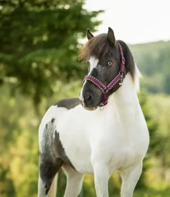 Clearance Licol Dagur Licols Synthétiques