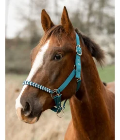 Sale Licol Filo Licols Synthétiques