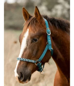 Sale Licol Filo Licols Synthétiques