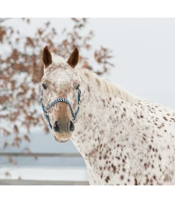 Sale Licol Filo Licols Synthétiques